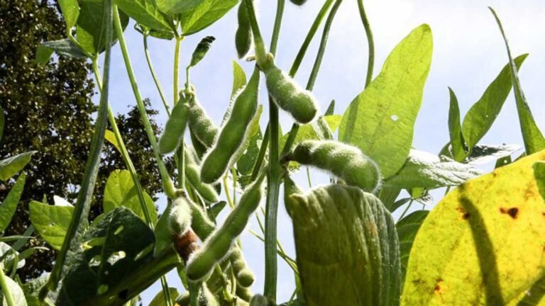 Prazo para plantio de soja tem alterações neste final de ano em Mato Grosso do Sul