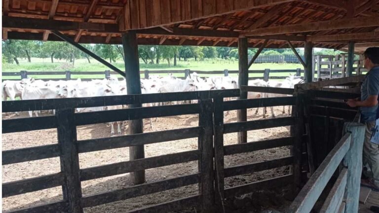 Polícia Civil recupera em Bela Vista, gado roubado no Paraguai