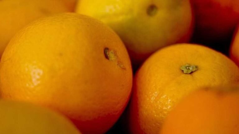 Iagro alerta sobre perigo na compra de mudas irregulares em função da doença greening