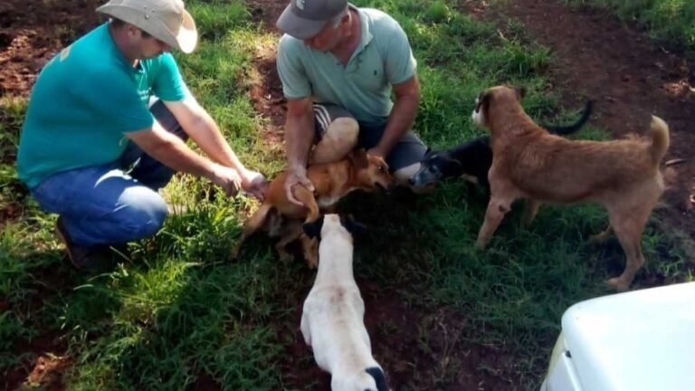 CCZ alerta para letalidade da raiva e disponibiliza soro antirrábico