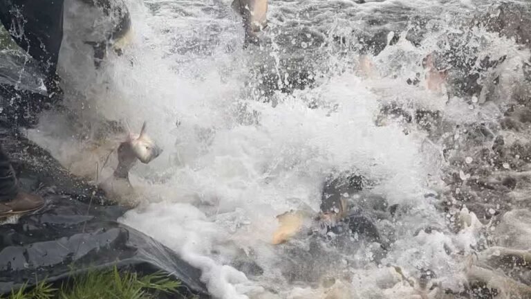 Parques Antenor Martins e Rego D’Água recebem mais de 3,5 toneladas de peixes para Semana Santa
