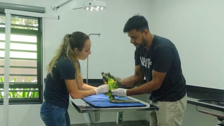 Hospital Veterinário do CRAS, atendimento em aves são maioria e 2 mil animais silvestres já foram atendidos