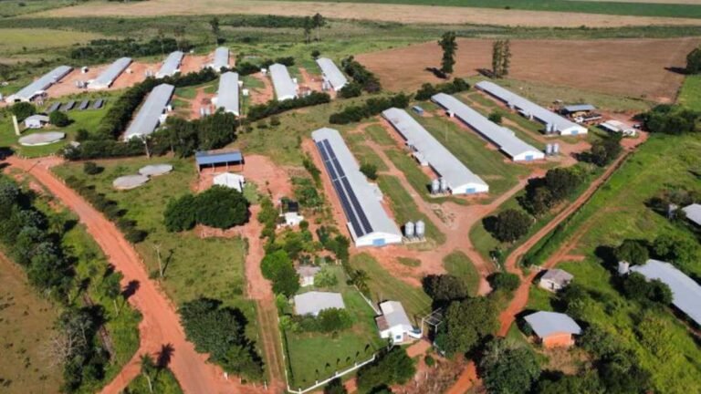 Frango Vida renova a avicultura em Sidrolândia e garante a modernização da atividade na região