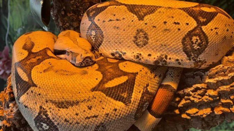 Resgatada de circo, jiboia Rachel Carson garanha 2ª chance de vida no Bioparque Pantanal