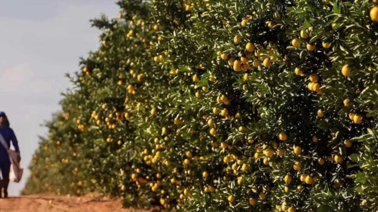Governo de MS fomenta diversificação da produção local e atrai investimento de citricultura ao Estado