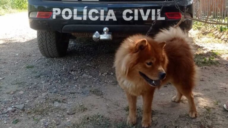 Polícia Civil em parceria com uma organização não governamental resgata animal vítima de maus-tratos