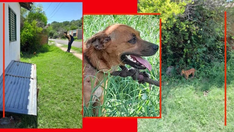 Polícia Civil resgata cão em situação de maus-tratos