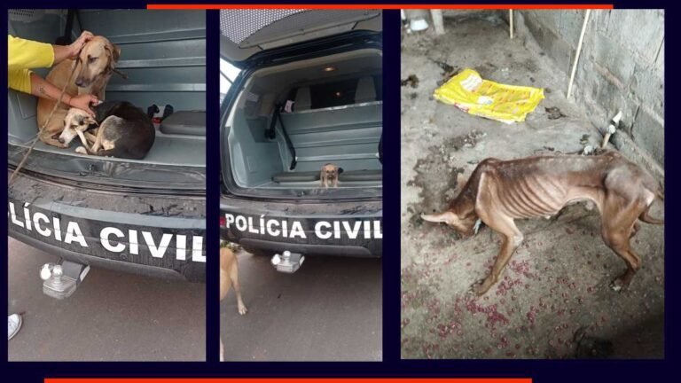 Fotos – Polícia Civil resgata seis cachorros em situação de maus-tratos