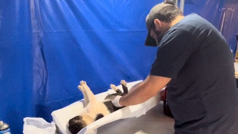 Prefeitura e Estado abrem agendamento da castração dos pets nos dias 1 e 2 de novembro