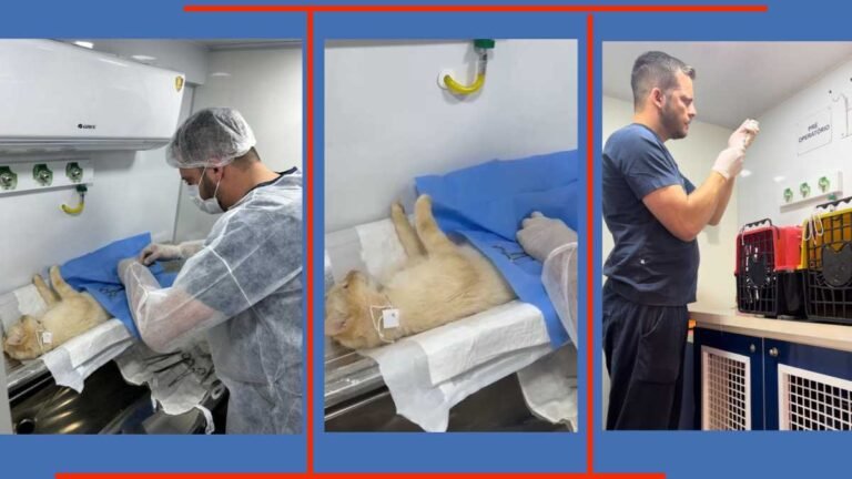 Capacitação prepara municípios de Mato Grosso do Sul para receber a Caravana da Castração