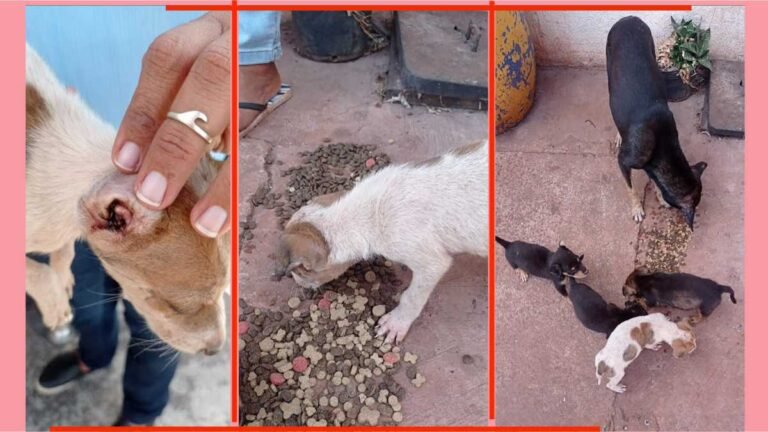 Polícia Civil realiza resgate de animais vítimas de maus-tratos em Corumbá