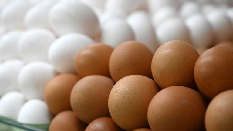 Com megaempreendimento, MS pode se tornar um dos maiores produtores de ovos do País