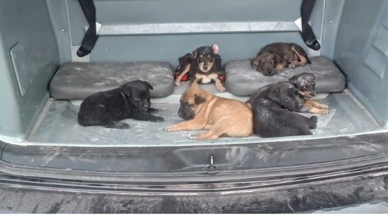 Polícia Civil e Gerência do Bem-Estar Animal Resgatam filhotes em situação de Maus-Tratos