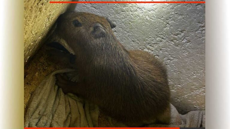 Vila Industrial – Polícia fecha boca de fumo e prende homem por tráfico de drogas e resgata filhote de capivara