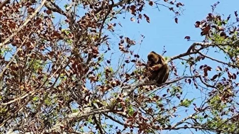 Gretap – Equipe faz monitoramento e atende famílias de macacos bugios no Pantanal