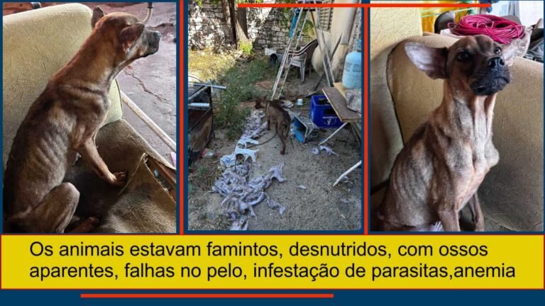 Famintos e desnutridos – Polícia Civil resgata cães fechados em imóvel abandonados