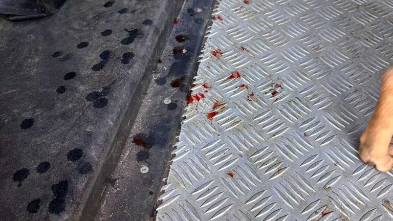 Homem de 50 anos é preso pelo crime de zoofilia contra uma cadelinha