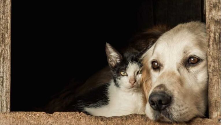 Superintendência de Proteção Animal realiza festival para discutir saúde única em agosto