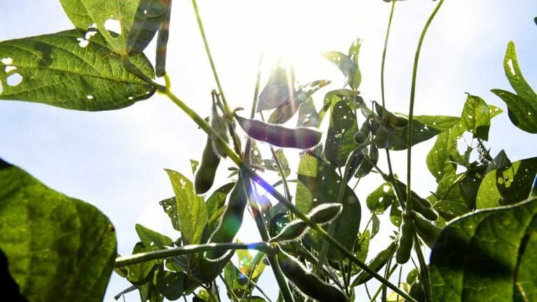 Soja e celulose puxam balança comercial de MS e exportações superam a marca de 5 bilhões de dólares no ano