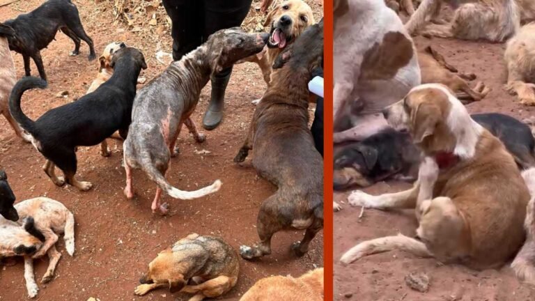 Vídeos – Mulheres de ONG são presas por maus-tratos a aproximadamente 236 animais e poluição ambiental