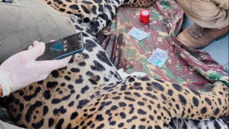 Onça-pintada Antã é a segunda resgatada no Pantanal de MS em quatro dias