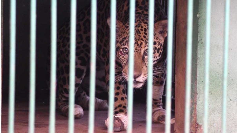 Onça resgatada no Pantanal chega ao Hospital Ayty para tratamento e esturro é o 1º sinal positivo do animal