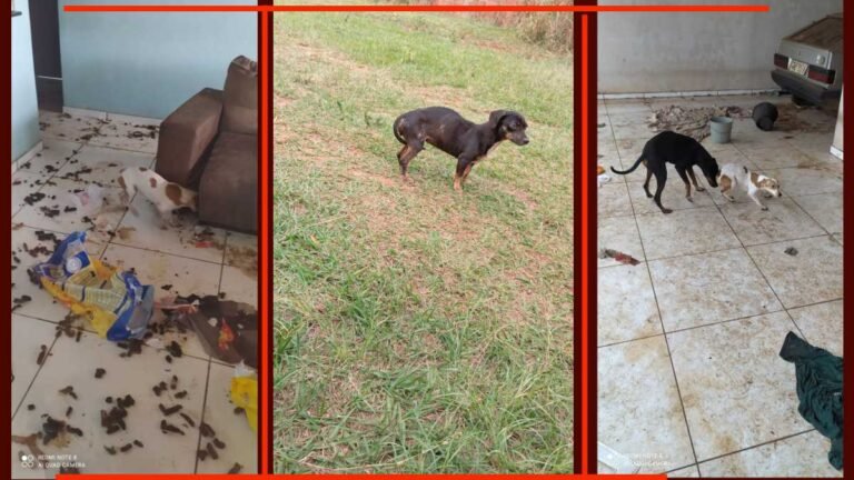 Em apenas uma semana, duas pessoas foram presas por maus-tratos a animais