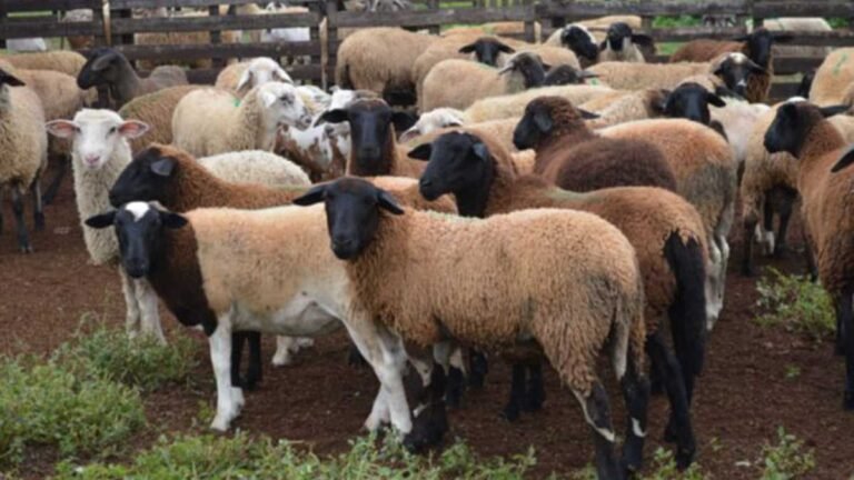 Iagro estabelece normas para trânsito de ovinos e caprinos após MS ser reconhecido área livre de febre aftosa