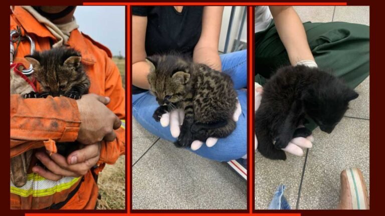 Imasul recebe filhotes de gato palheiro, mais dois animais resgatados do fogo