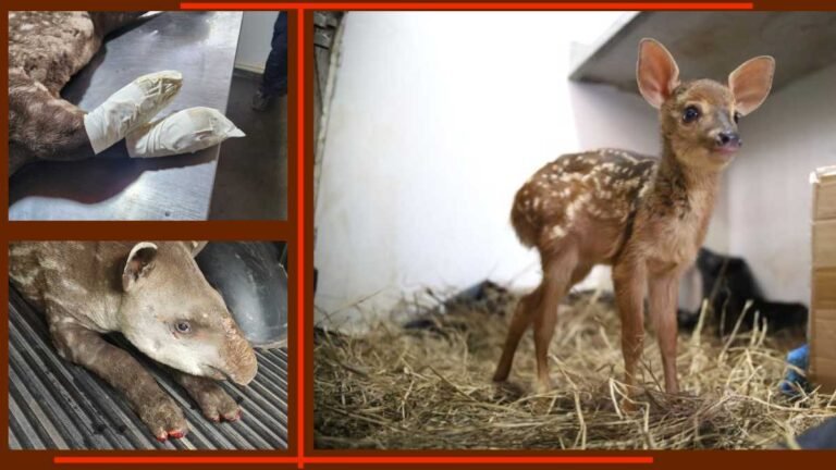 Filhote de veado resgatado durante incêndio florestal recebe cuidados no hospital veterinário do CRAS