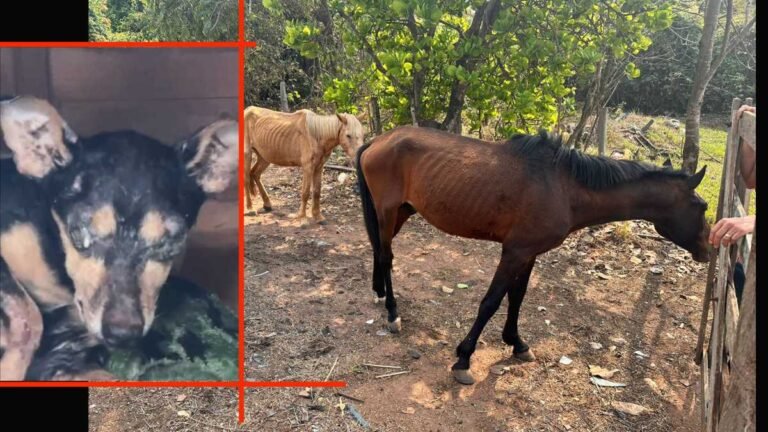 Tutora é presa em flagrante por maus-tratos de cão e dois cavalos são resgatados