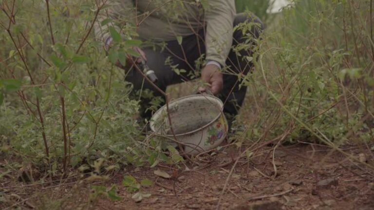 Boletim Epidemiológico – MS registra 16.012 casos confirmados de dengue