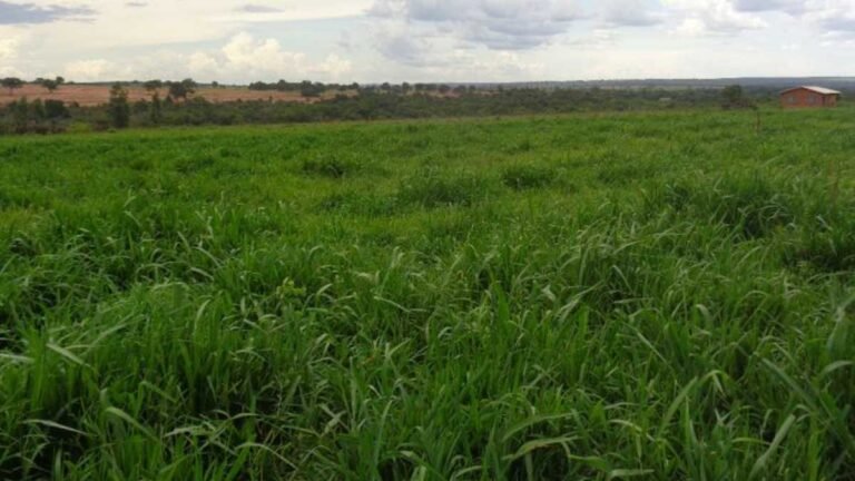 MS tem 4,7 milhões de hectares de pastagens degradadas que podem ser recuperadas, ampliando a produção