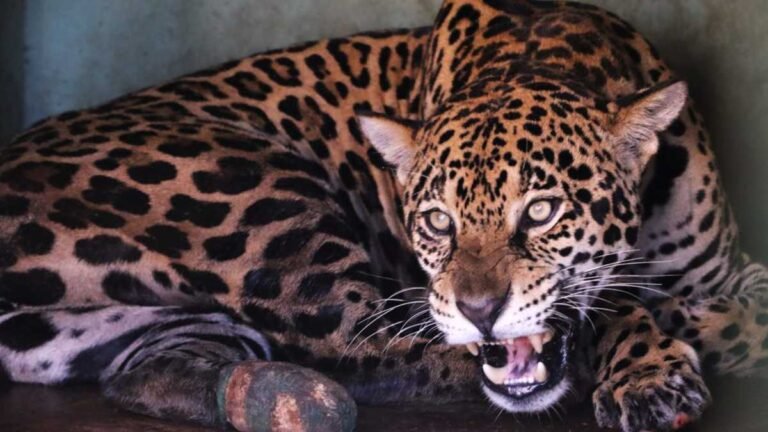 Símbolo de resistência – Monitoramento confirma adaptação da onça-pintada ao habitat natural