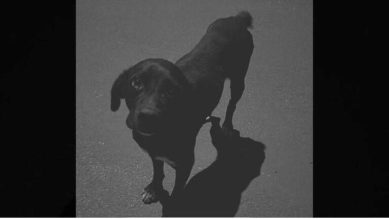 Polícia Civil identifica adolescente que atropelou cachorro em Santa Rita do Pardo