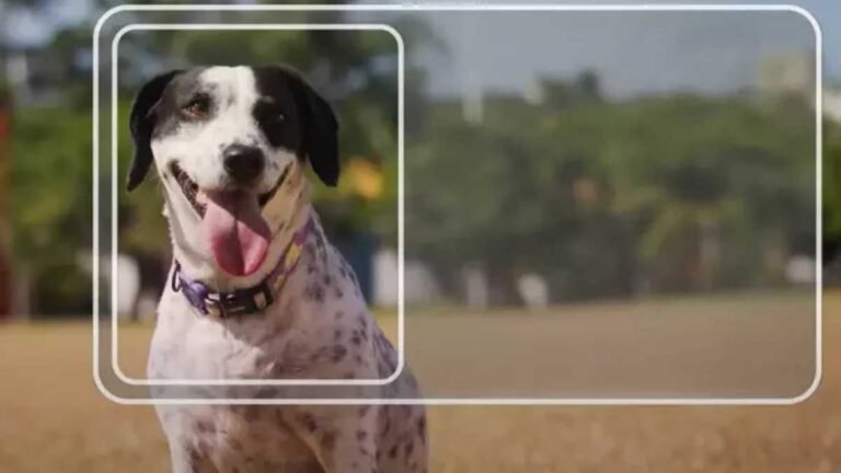 Carteira nacional para pets chega a MS para facilitar controle e a proteção animal