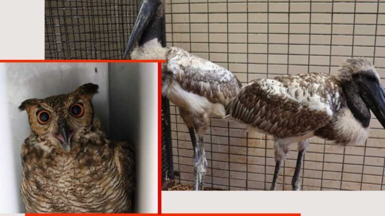 Imasul transfere filhotes de tuiuiú e corujas para zoológico em São Paulo