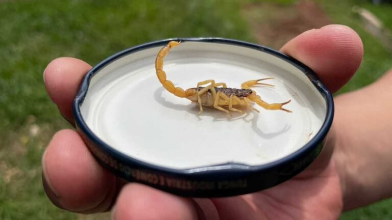 Verão favorece proliferação de escorpiões e CCZ orienta população