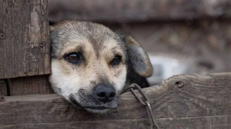 Crimes de maus-tratos a animais em MS podem ser denunciados pela Delegacia Virtual