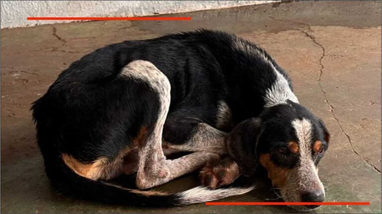 Polícia Civil prende homem de 53 anos por abandonar cachorro na rua