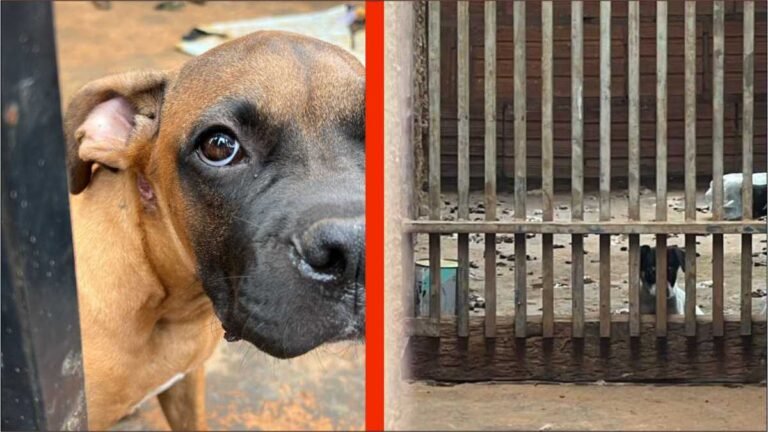 Polícia Civil prende homem em flagrante por maus tratos a filhotes de cachorros