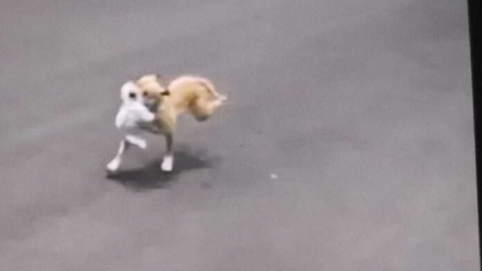 cachorro