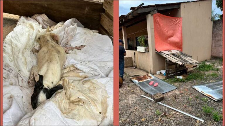 Polícia Civil atua contra maus tratos a animal