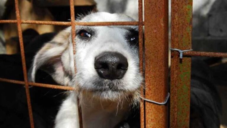 Ferramenta de MS registra 40 denúncias por semana e reforça combate aos maus-tratos de animais