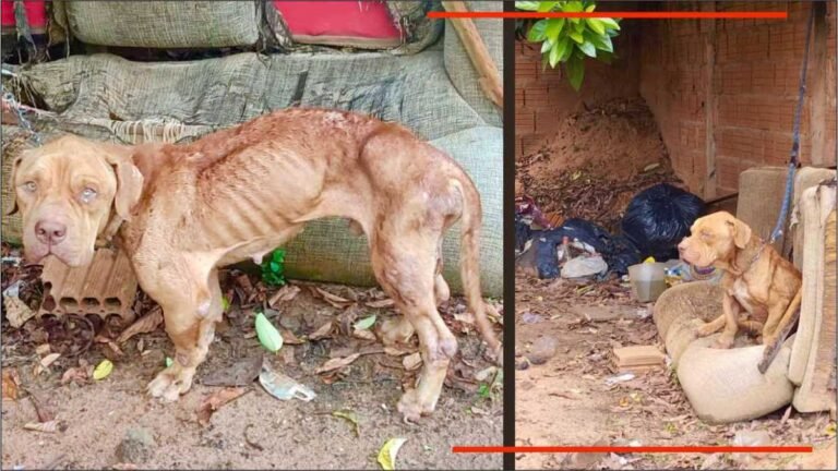 Homem de 26 anos é preso em flagrante em razão de maus tratos contra um pitbull