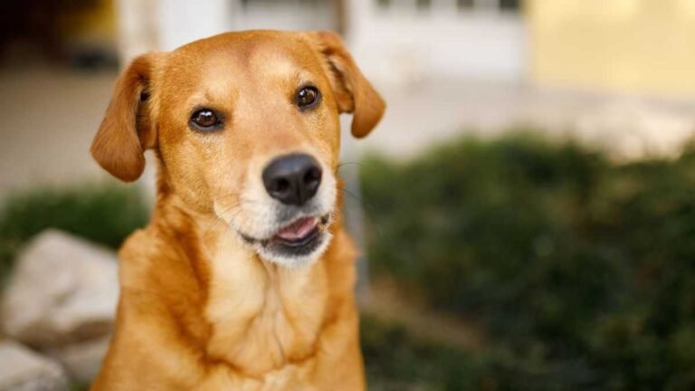 Prefeitura inicia cadastro para ampliar proteção de animais domésticos