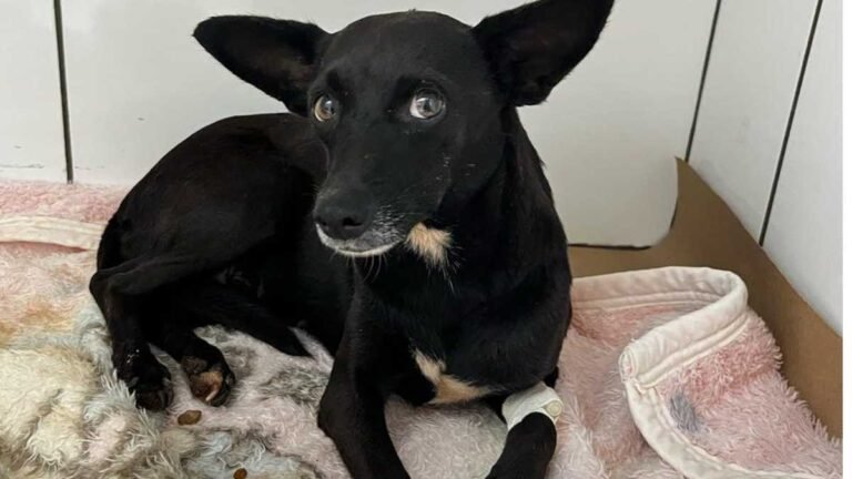 Em Caarapó, Polícia Civil prende em flagrante indivíduo por maus-tratos contra cadela