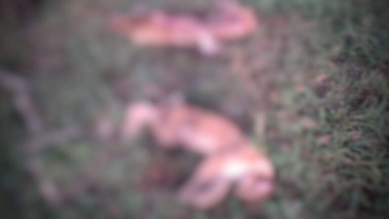 PMA prende homem suspeito de abater duas onças-pardas em Camapuã