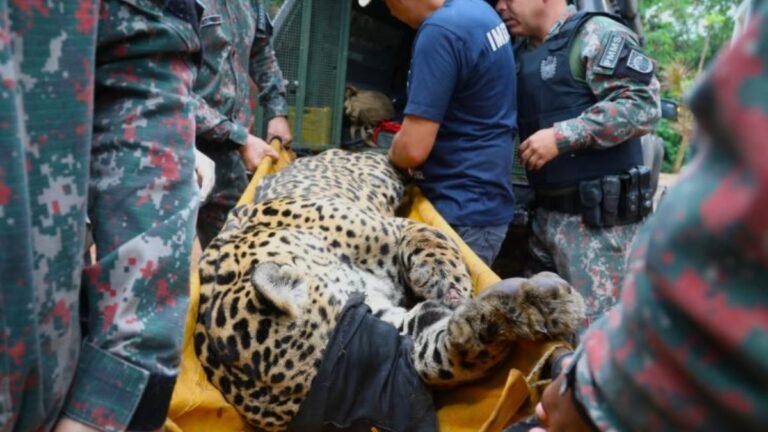 Após ataque atípico e captura no Pantanal, onça-pintada chega ao CRAS e passa por exames