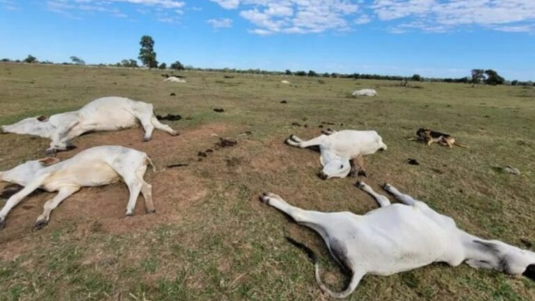 Proximidade de frio intenso renova alerta para risco de morte de animais por hipotermia; veja medidas preventivas